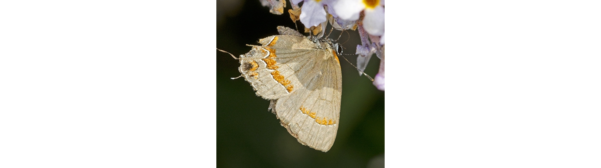 Red-banded hairstreak - Wikipedia