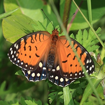 WAMBRegalFritillary1.JPG