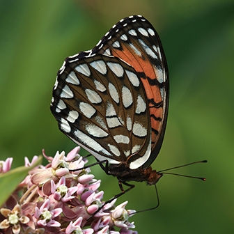 WAMBRegalFritillary2.jpg