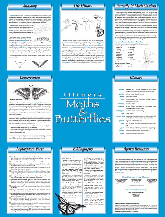 illinois moths and butterflies poster back