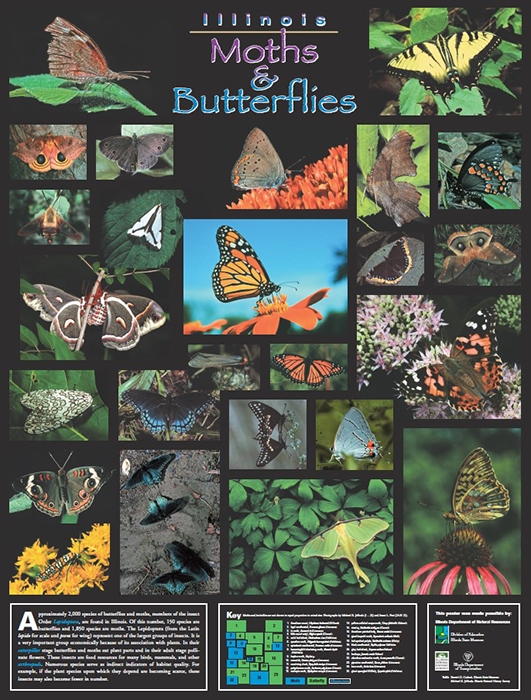 illinois moths and butterflies poster front