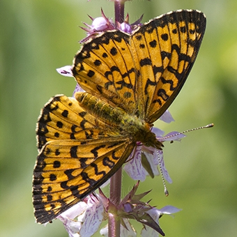 WAMBSilverboarderedFritillary-MJSP.jpg