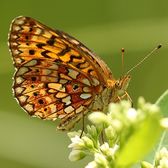 WAMBSilverboarderedFritillary1-MJSP.jpg