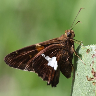 WAMBSilverspottedSkipper2-JB.jpg