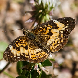 WAMBSilveryCheckerspot1-MKR.jpg