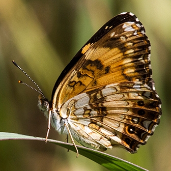 WAMBSilveryCheckerspot2-MKR.jpg