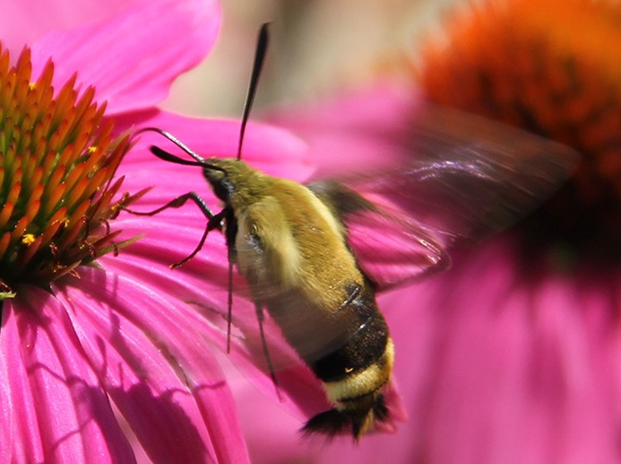 WAMBSnowberryClearwingMoth-JB.jpg