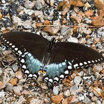 WAMBSpicebushSwallowtail1-MKR.jpg