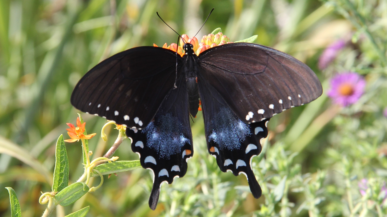spicebush swallowtail (Papilio troilus)