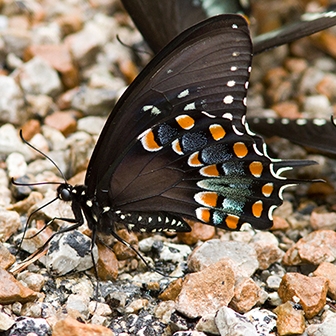 WAMBSpicebushSwallowtail2-MKR.jpg