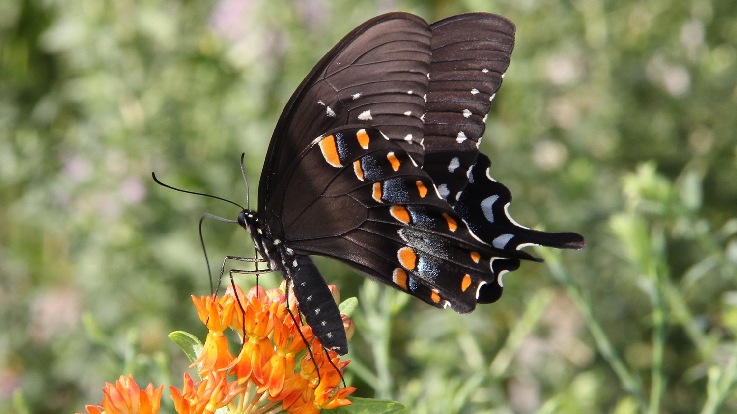 spicebush swallowtail (Papilio troilus)