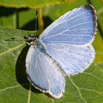 WAMBSummerAzure1Male-MKR.jpg