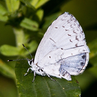 WAMBSummerAzure2Female-MKR.jpg