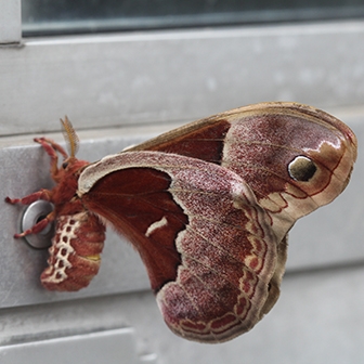 WAMBTuliptreeSilkmoth2-JB.JPG