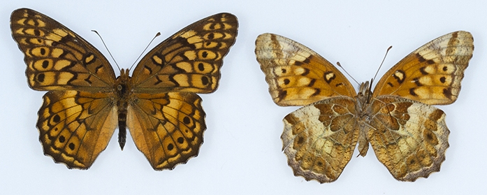 WAMBVariegatedFritillary-MJSP.jpg