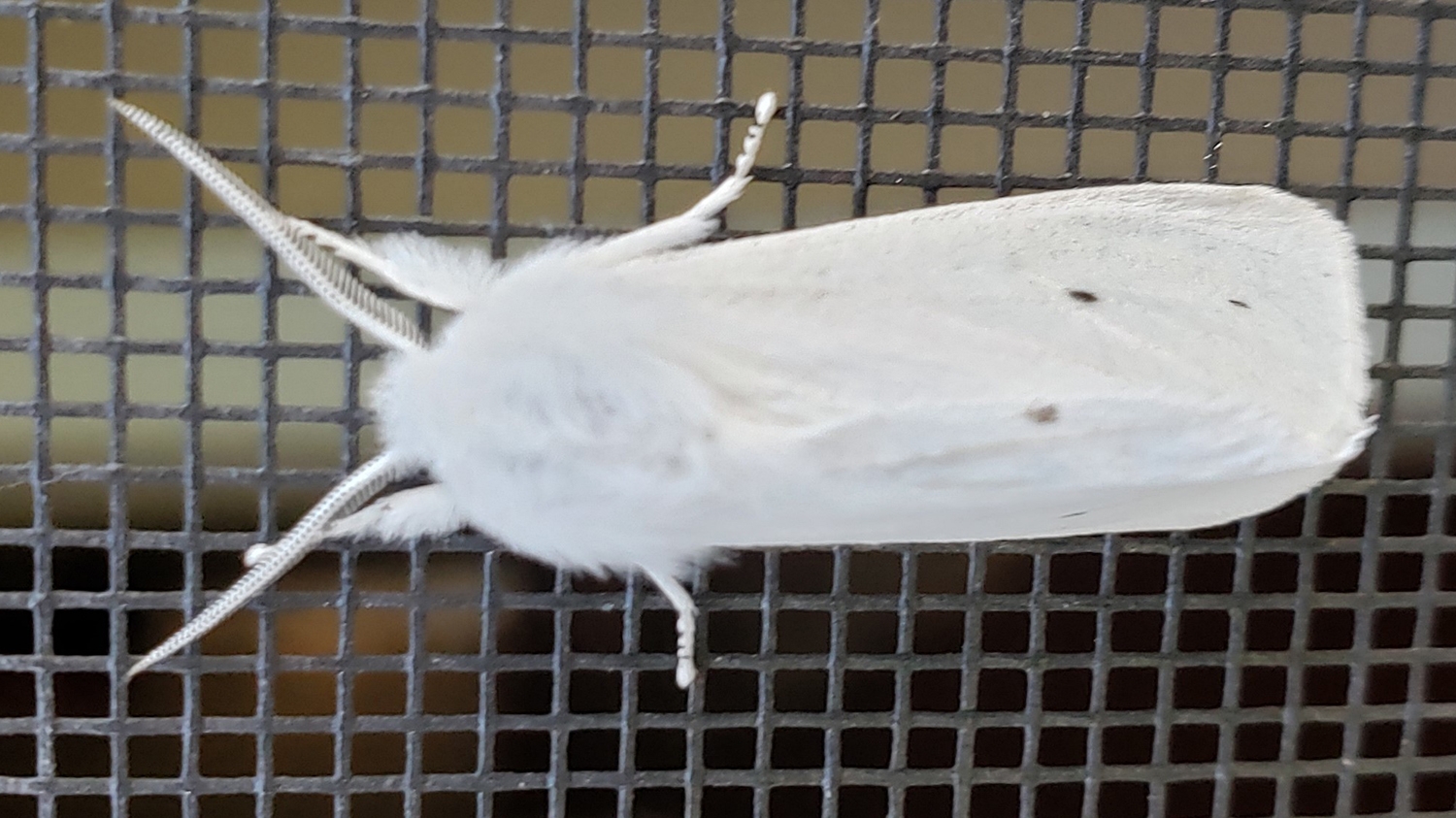 Virginian tiger moth (Spilosoma virginica)