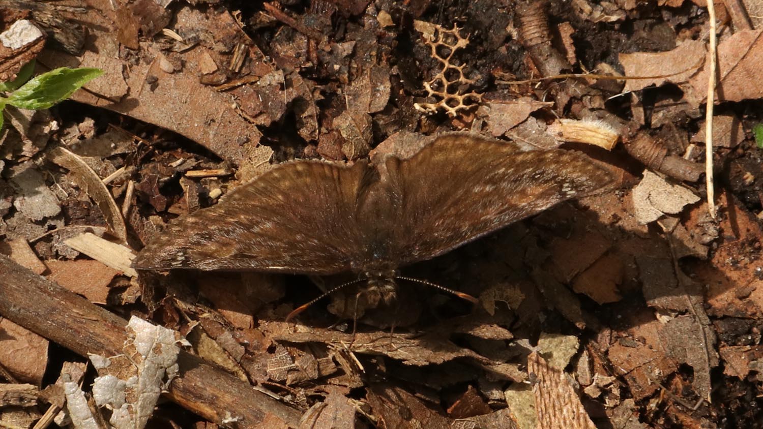 wild indigo duskywing