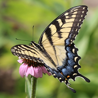 yellow swallowtail