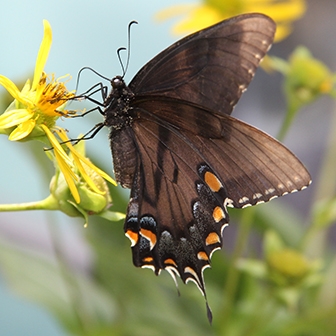 yellow swallowtail black phase