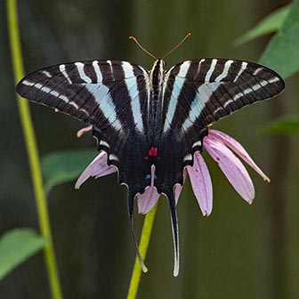 WAMBZebraSwallowtail1-DWB.jpg
