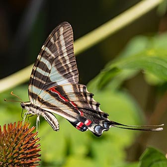 WAMBZebraSwallowtail2-DWB.jpg