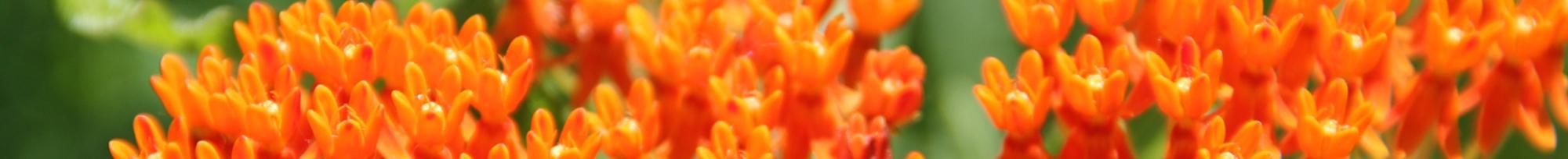 butterfly-weed Ascpleias tuberosa