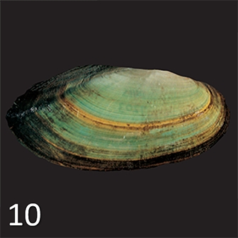mussel 10