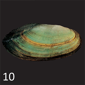 WAMUMussel10