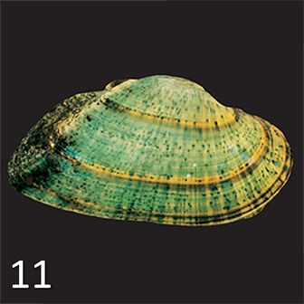 mussel 11