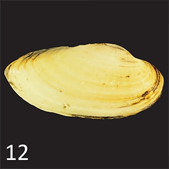 mussel 12