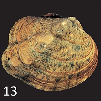 mussel 13