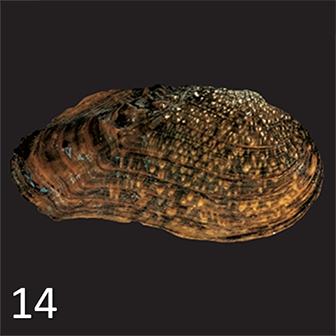 mussel 14