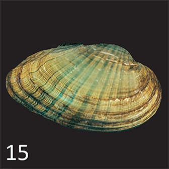 mussel 15