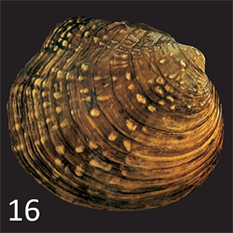 mussel 24