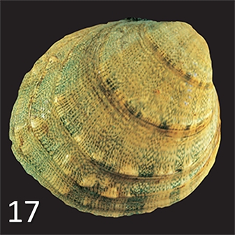 mussel 17