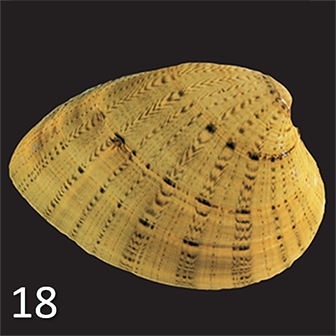 mussel 18