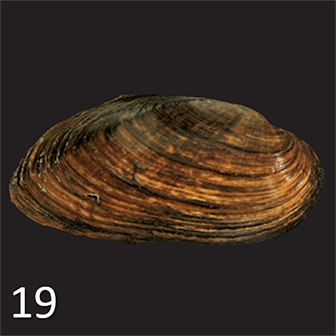 mussel 19
