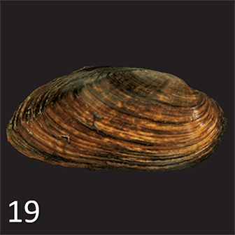 WAMUMussel19