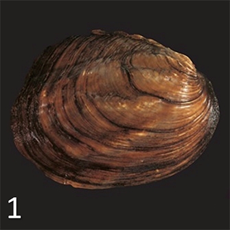 mussel 1