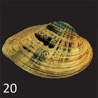 mussel 20