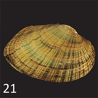 mussel 21