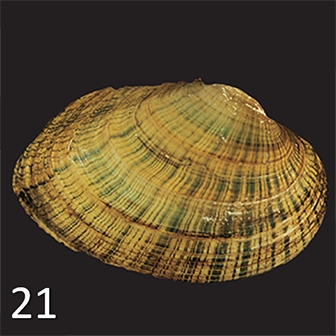 WAMUMussel21