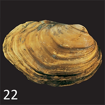 mussel 22