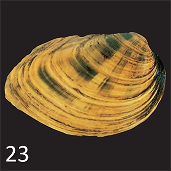 mussel 23