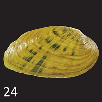 mussel 24