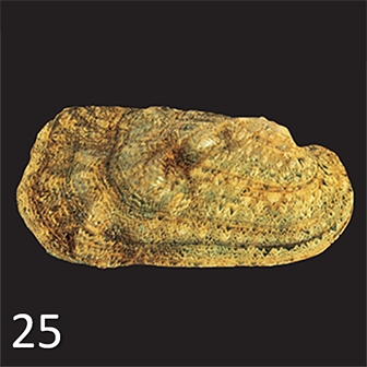 mussel 25