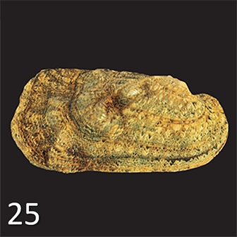 WAMUMussel25