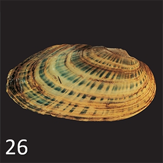 mussel 26
