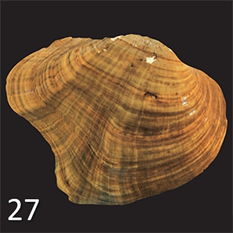 mussel 27