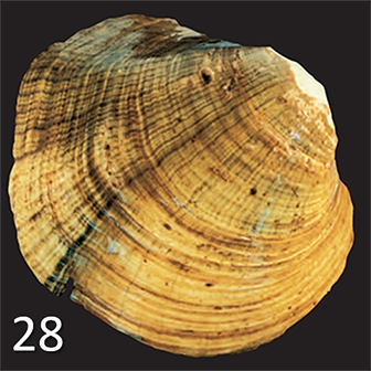 mussel 28